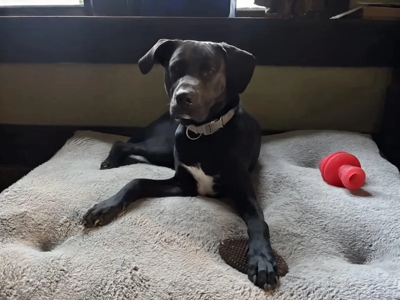 A young medium-sized male Black Mixed Breed dog named Levi for adoption in De Pere, WI