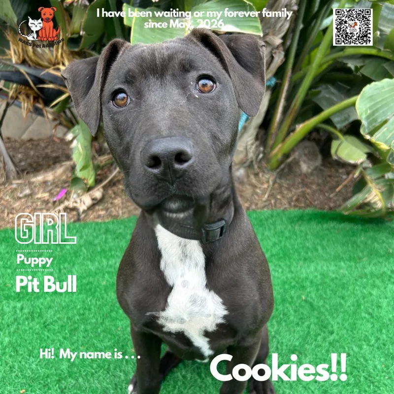 A young medium-sized female Black Pit Bull Terrier dog named Cookies for adoption in Westminster, CA
