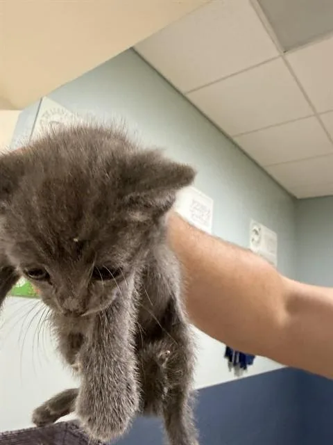A baby small-sized female Domestic Short Hair cat named Tina for adoption in Miami, FL