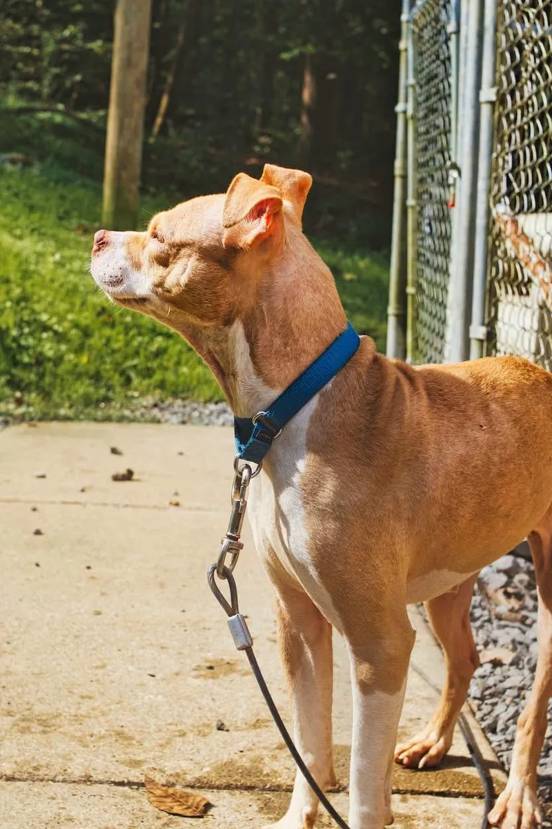 An adult medium-sized female Boxer dog named Daisy for adoption in Grafton, WV