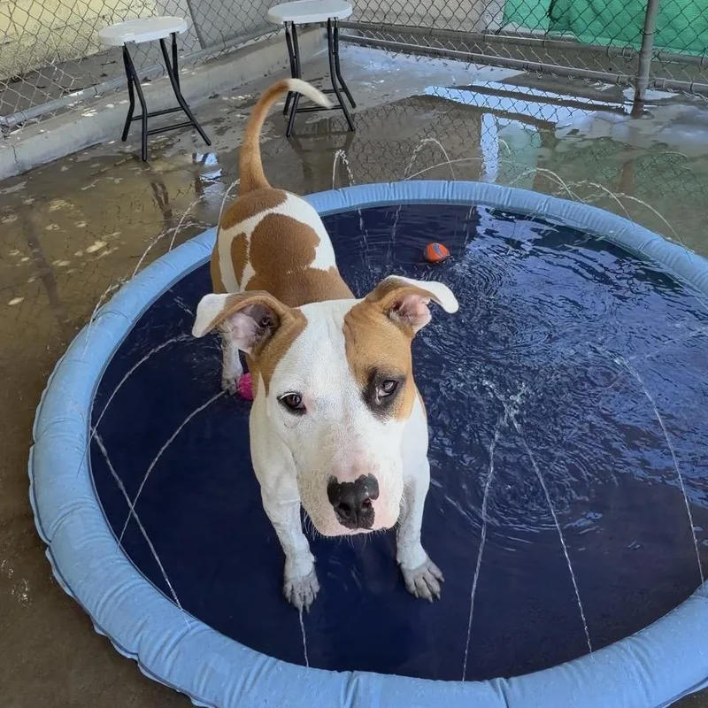 A young medium-sized female English Bulldog dog named Cookie for adoption in Santa Barbara, CA