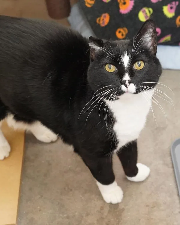 A senior medium-sized male Domestic Short Hair cat named Oliver for adoption in Novato, CA