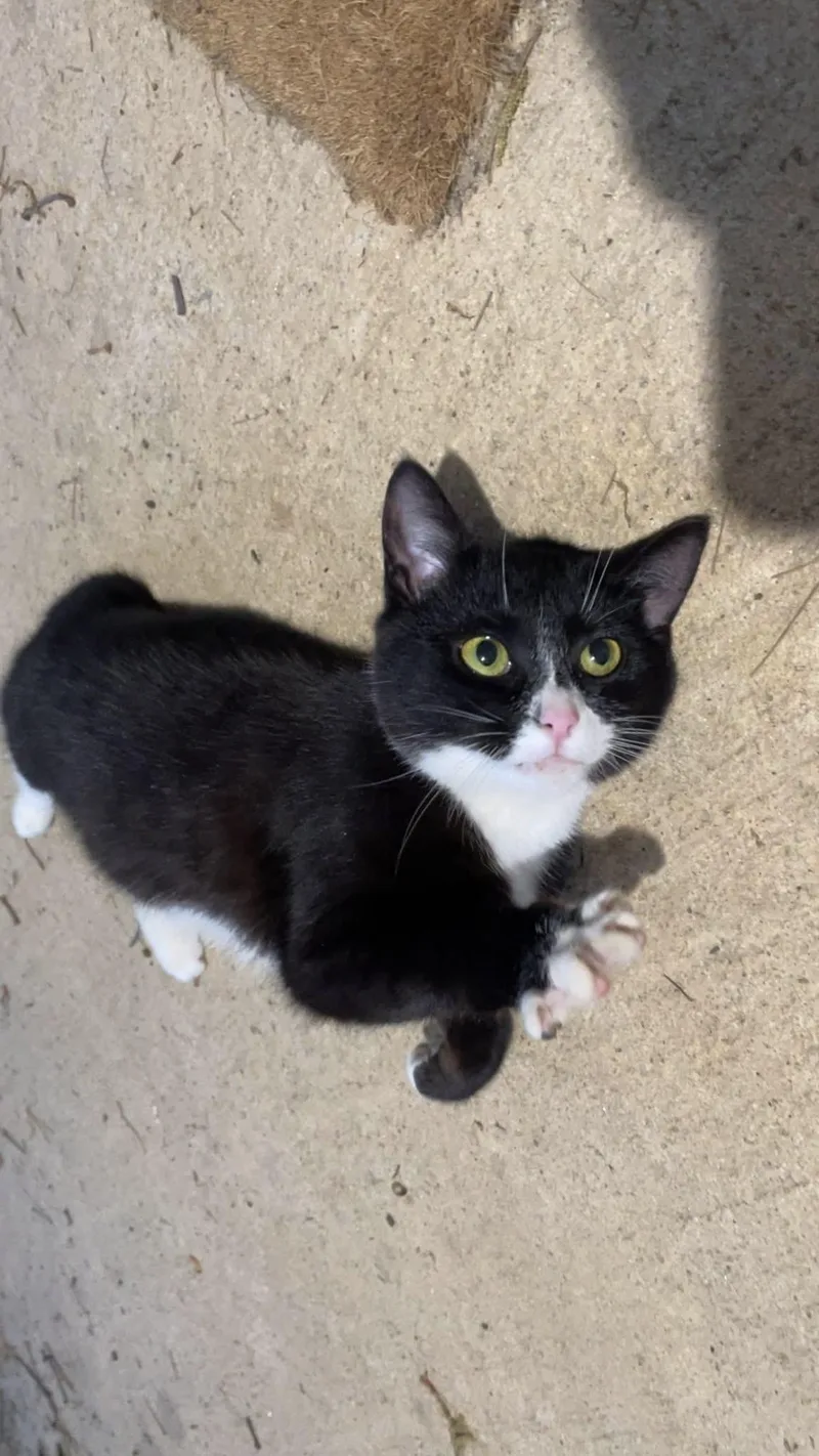 A young medium-sized female Black & White / Tuxedo Domestic Short Hair cat named Mittens for adoption in Clayton, GA