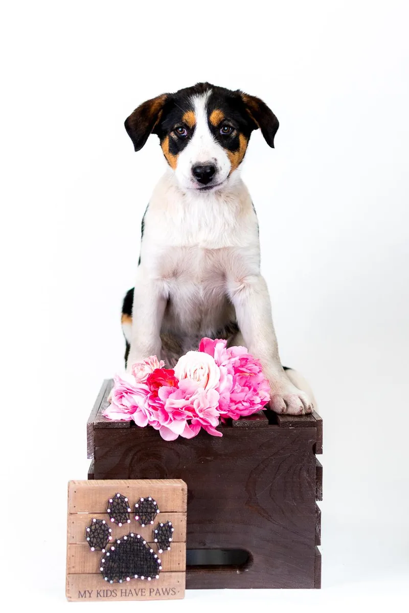 A baby medium-sized female Labrador Retriever dog named 352-26 for adoption in Brighton, CO
