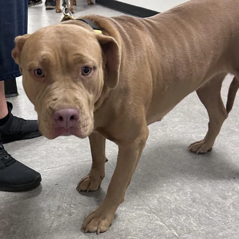 An adult medium-sized female Yellow / Tan / Blond / Fawn Pit Bull Terrier dog named Luna Bologne for adoption in Philadelphia, PA