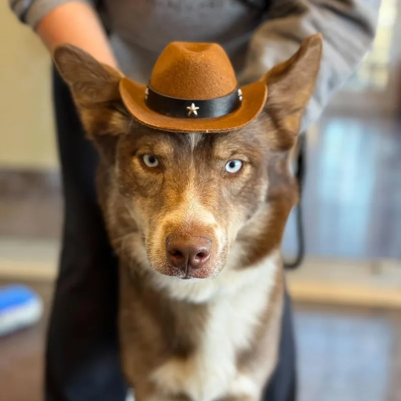 A young medium-sized male Brown / Chocolate Husky dog named Squeegee for adoption in Rifle, CO