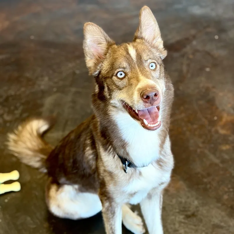 Squeegee thumbnail 5