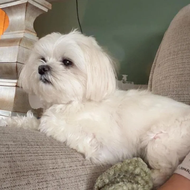 Honey Bear thumbnail 5