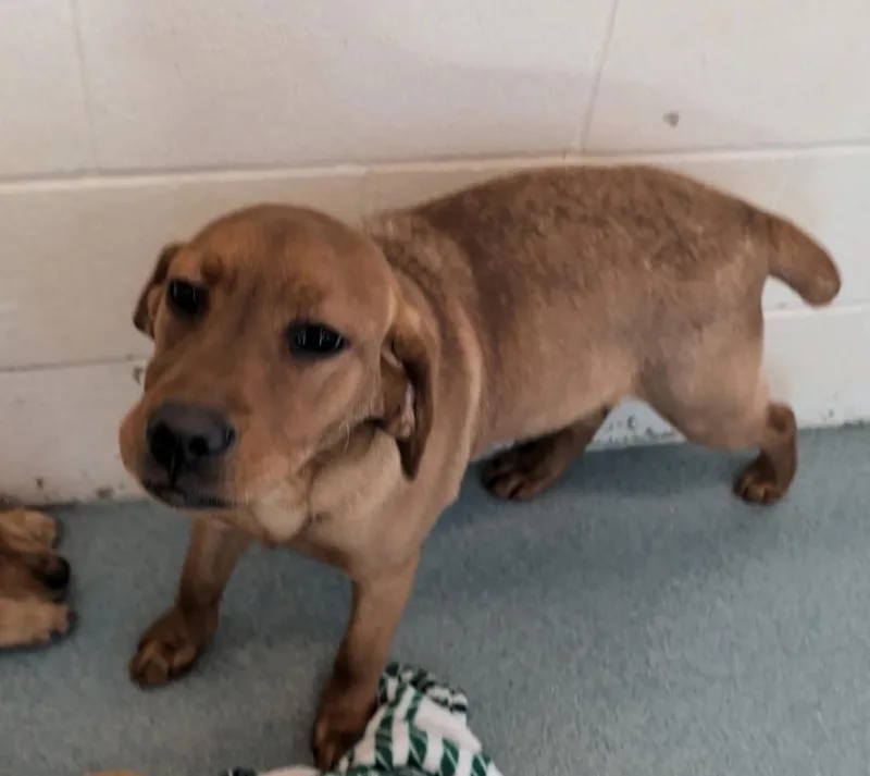 A baby medium-sized female Golden Retriever dog named Tulip for adoption in Portland, IN