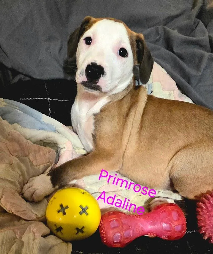 Primrose Adaline