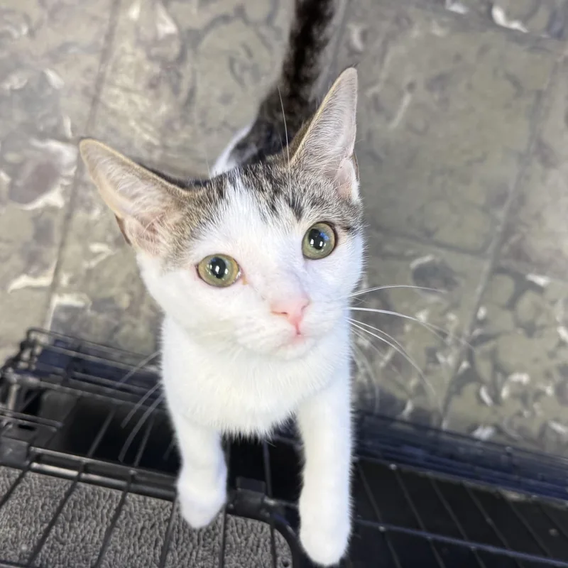 A baby medium-sized female Tabby (Gray / Blue / Silver) Domestic Short Hair cat named Namaari for adoption in Hamburg, NY