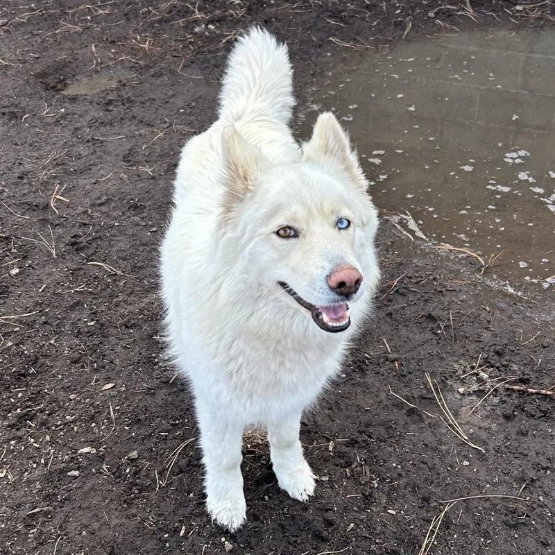 Carolina thumbnail 2