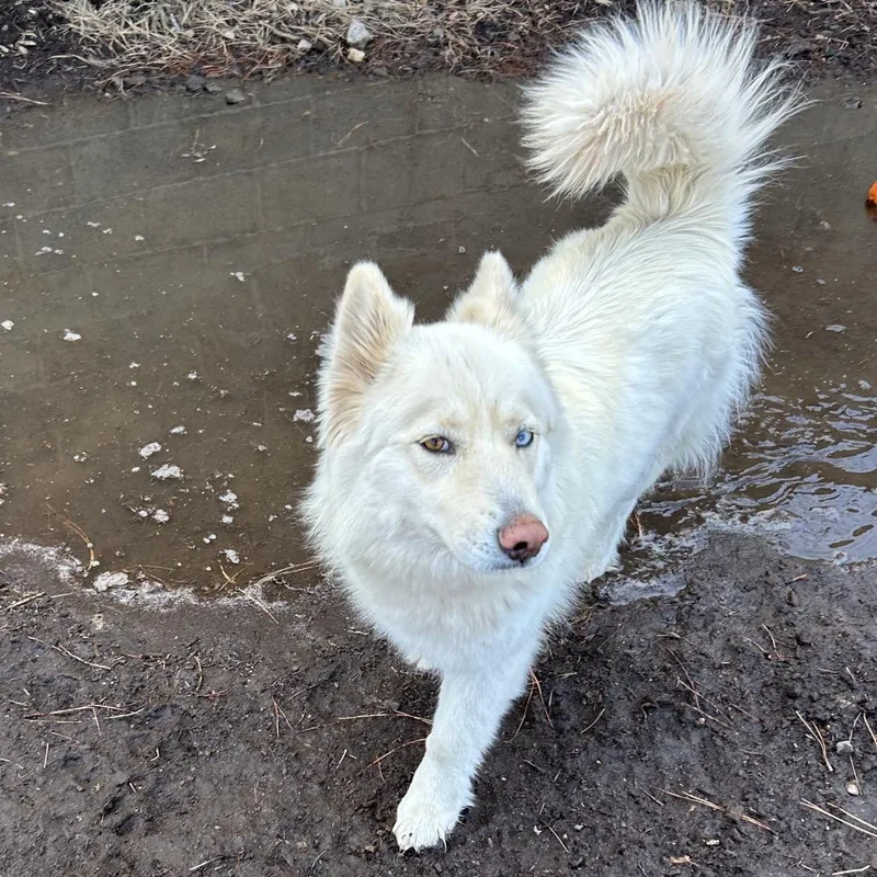 Carolina thumbnail 3