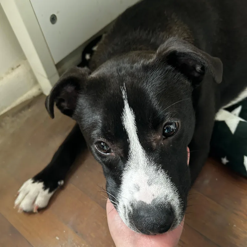 A baby medium-sized female Black Pit Bull Terrier dog named Lia for adoption in New York, NY