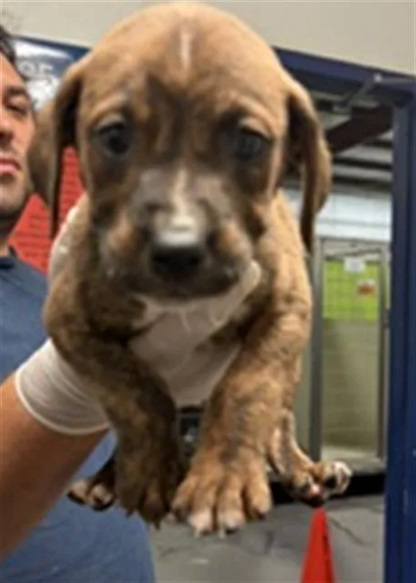 A baby small-sized male Pit Bull Terrier dog named Dim for adoption in Bakersfield, CA
