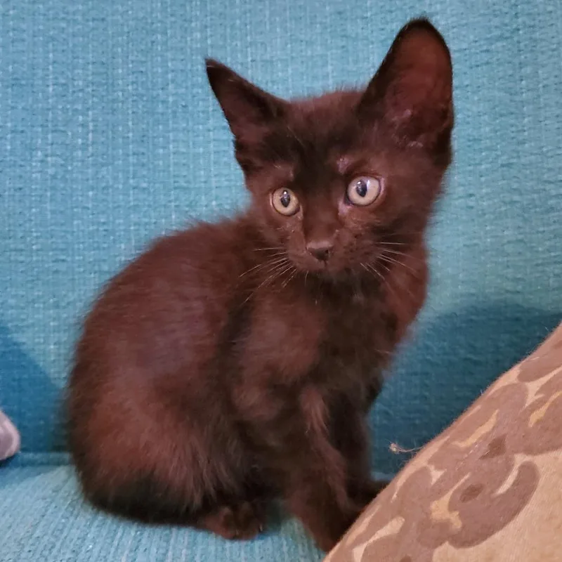 A baby small-sized female Black Domestic Short Hair cat named Roar Ranger for adoption in Austin, TX