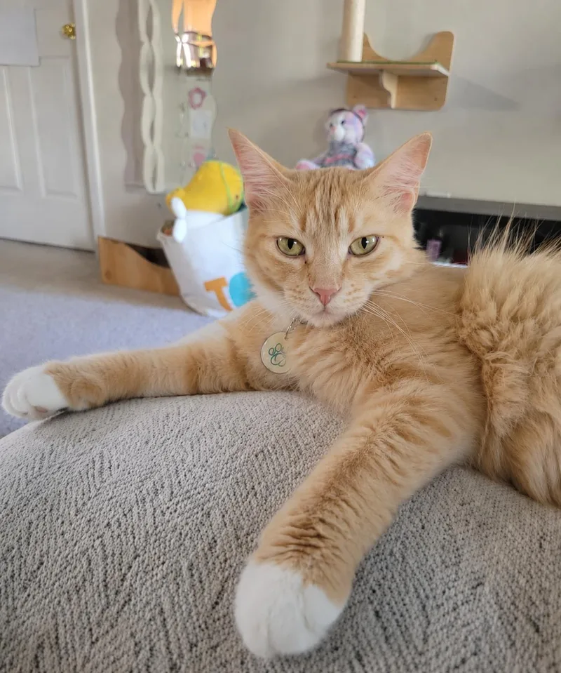 A young medium-sized female Orange & White Domestic Medium Hair cat named Lorelei for adoption in Apex, NC