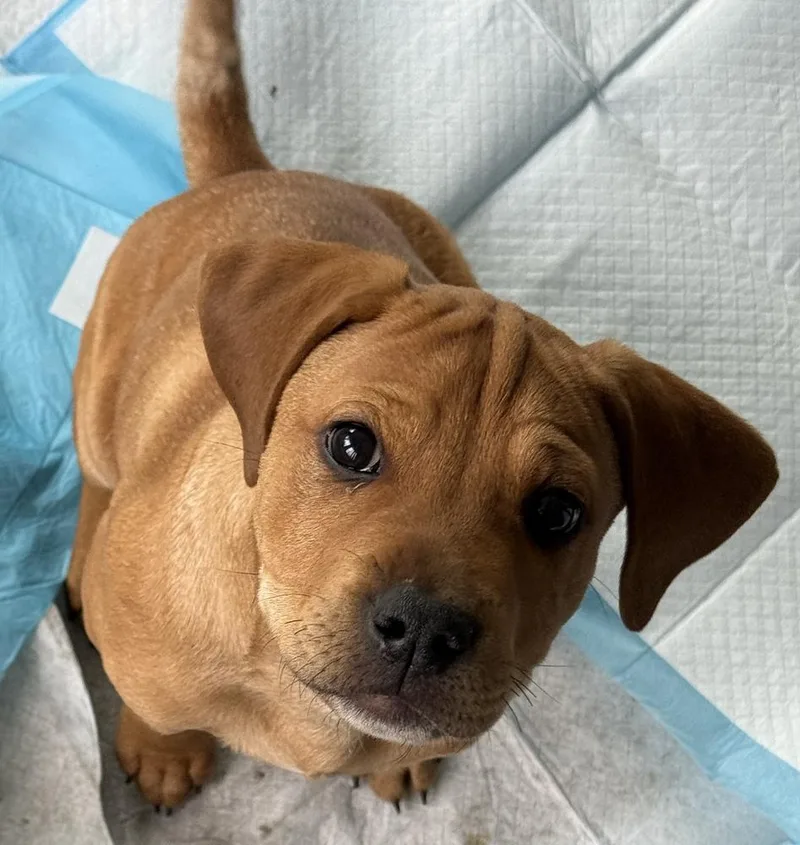 A baby medium-sized male Brown / Chocolate Labrador Retriever dog named Charlie for adoption in South Bend, IN