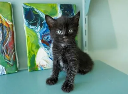 A baby small-sized female Domestic Short Hair cat named Bruschetta for adoption in San Antonio, TX