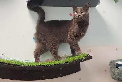 An adult medium-sized female Domestic Short Hair cat named Lina for adoption in East Brookfield, MA