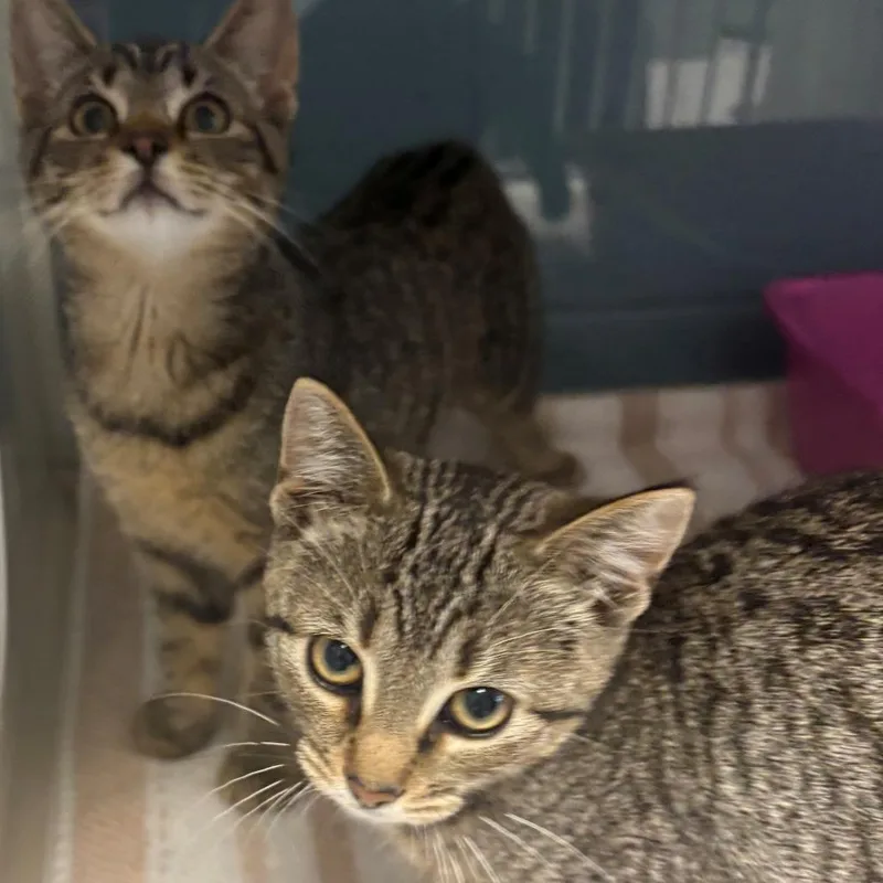 A baby small-sized female Brown / Chocolate Domestic Short Hair cat named Susan for adoption in East Hanover, NJ