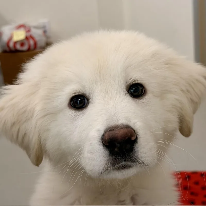 A baby medium-sized male Great Pyrenees dog named Teddy for adoption in Phoenix, AZ