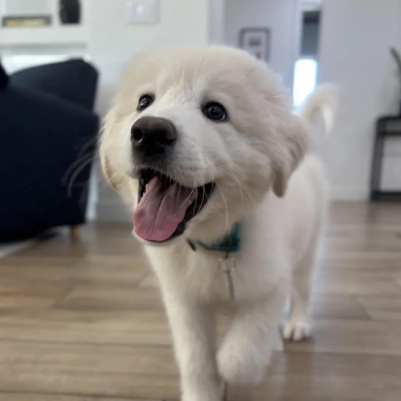 Teddy thumbnail 2