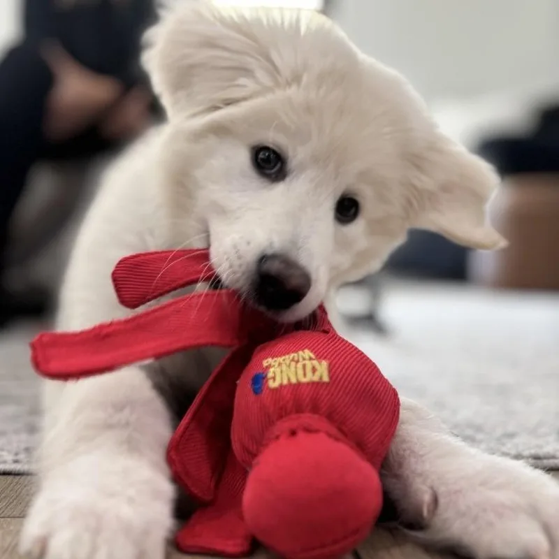 Teddy thumbnail 3