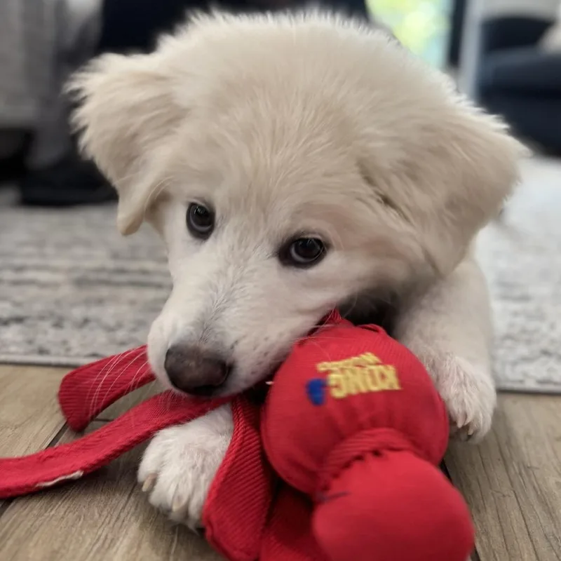 Teddy thumbnail 4