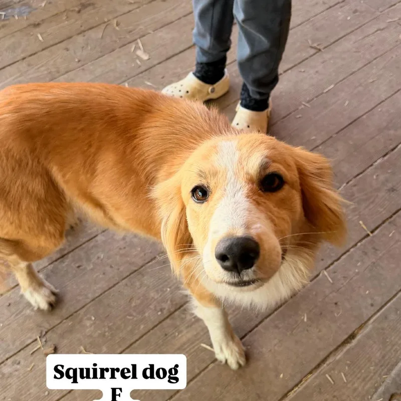 Squirrel Dog