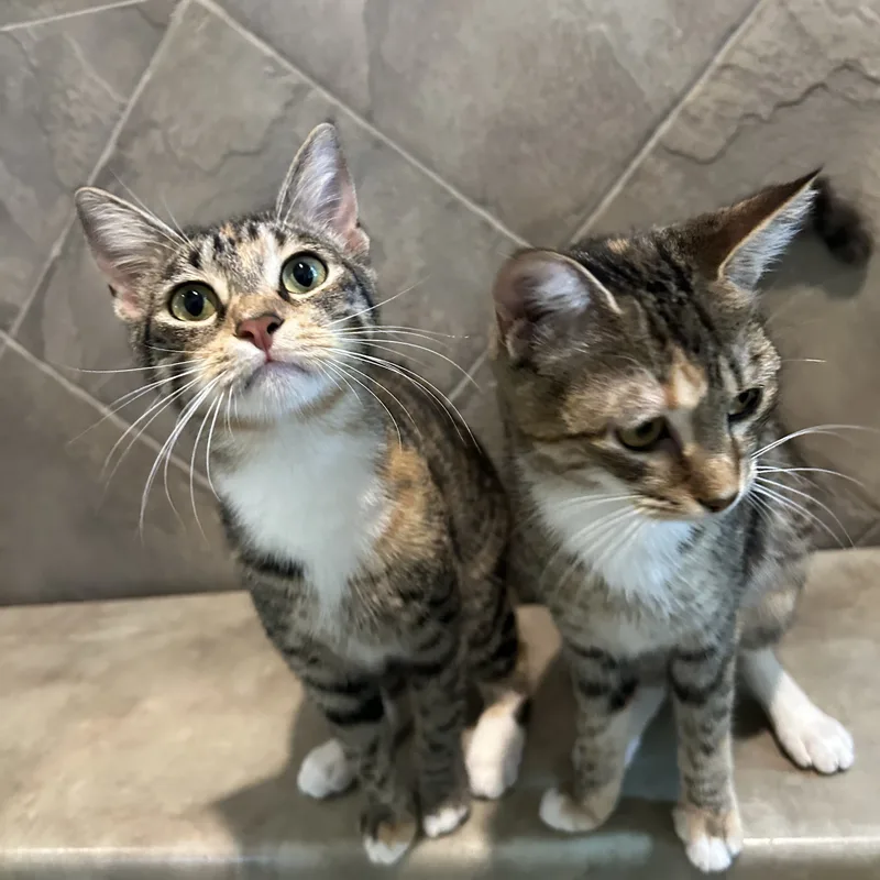 A young small-sized female Torbie Domestic Short Hair cat named Azalea for adoption in Seguin, TX