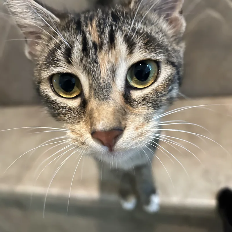 Azalea thumbnail 5