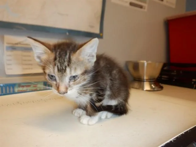 A baby small-sized male Domestic Short Hair cat named Jasper for adoption in San Jose, CA