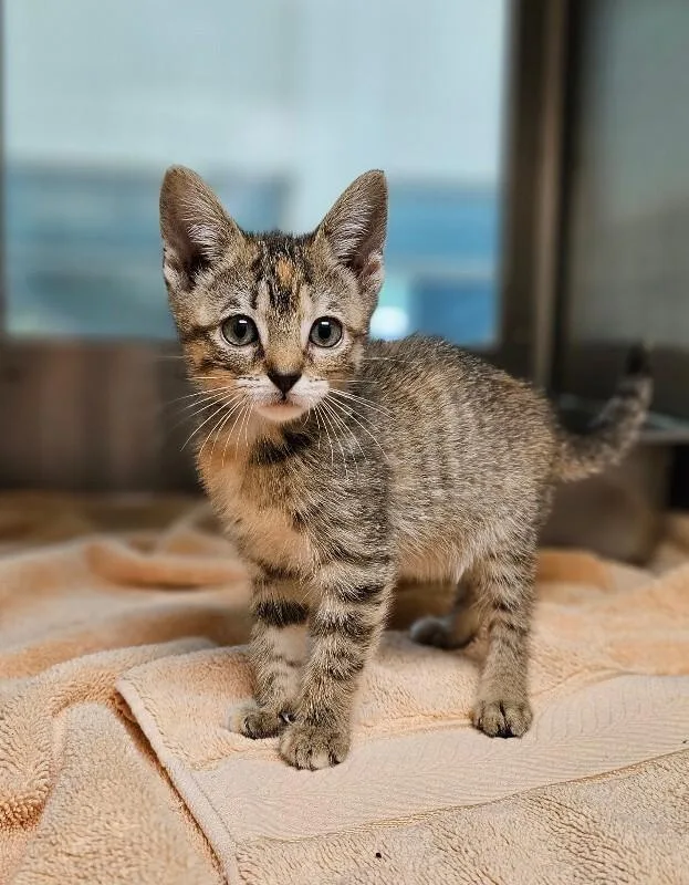 A young medium-sized female Tabby (Brown / Chocolate) Domestic Short Hair cat named Cheesecake for adoption in Disputanta, VA