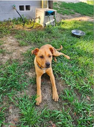 A baby medium-sized female Labrador Retriever dog named Cleo for adoption in tampa, FL