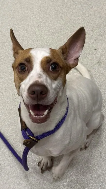 An adult medium-sized male Parson Russell Terrier dog named Apollo for adoption in Honolulu, HI