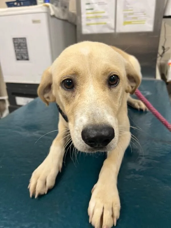 An adult medium-sized female Yellow / Tan / Blond / Fawn Mixed Breed dog named Eris for adoption in Mobile, AL