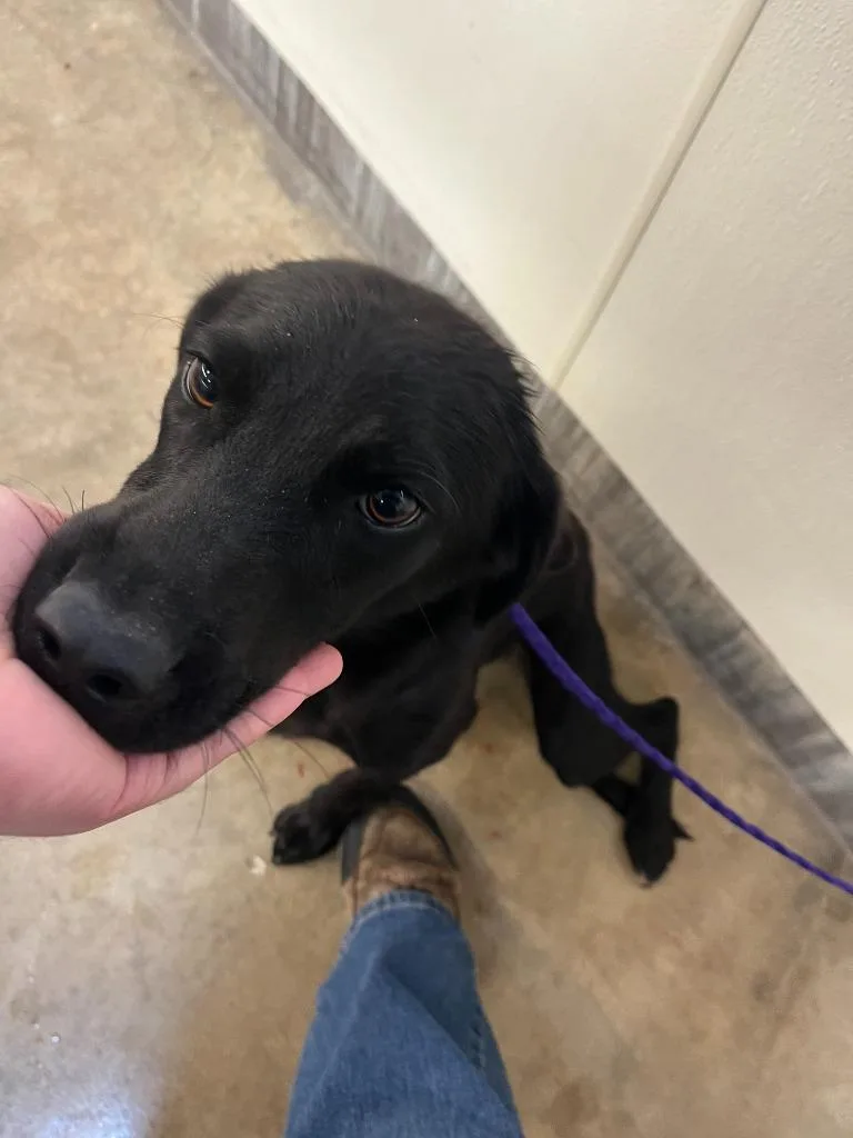 A baby medium-sized female Labrador Retriever dog named Dog Kennel for adoption in Greenville, TX