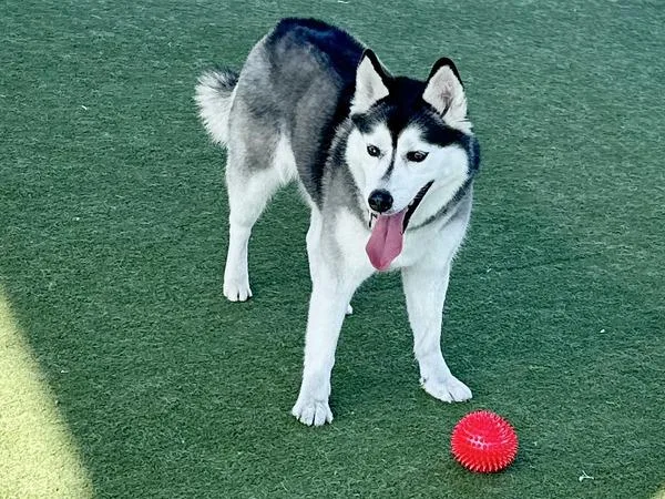 An adult large-sized female Siberian Husky dog named Picabo for adoption in Martinez, CA