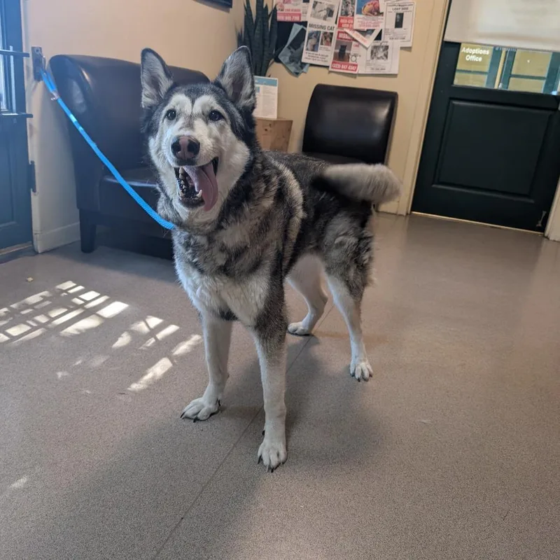 An adult large-sized female White / Cream Husky dog named Sasha for adoption in Pasadena, CA