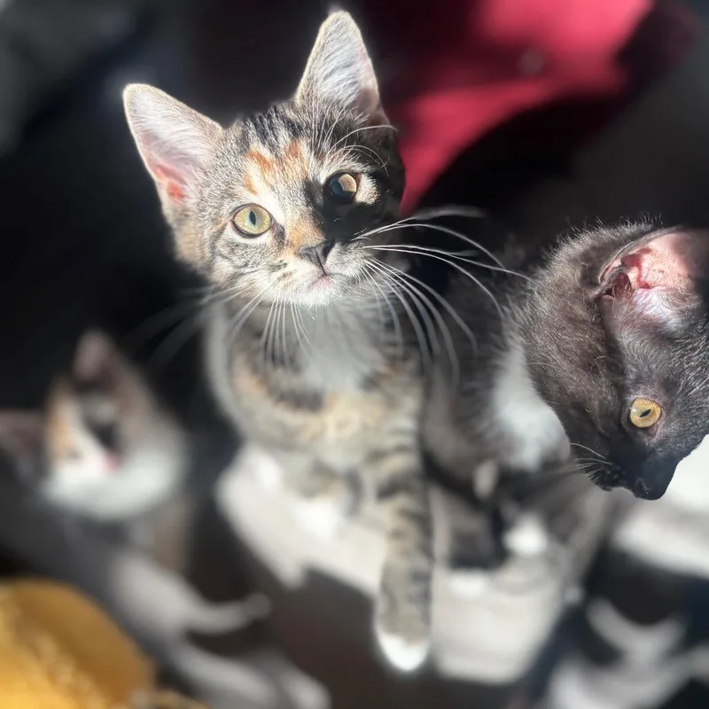 A baby small-sized female Brown / Chocolate Domestic Short Hair cat named Esme for adoption in Woodbury, NJ