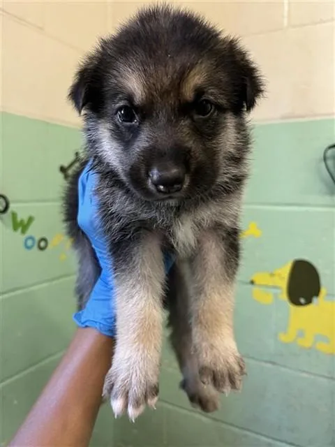 A baby small-sized male German Shepherd Dog dog named Odin for adoption in Sacramento, CA