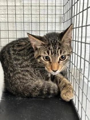 A young medium-sized male Domestic Short Hair cat named Atlas for adoption in Port Allen, LA