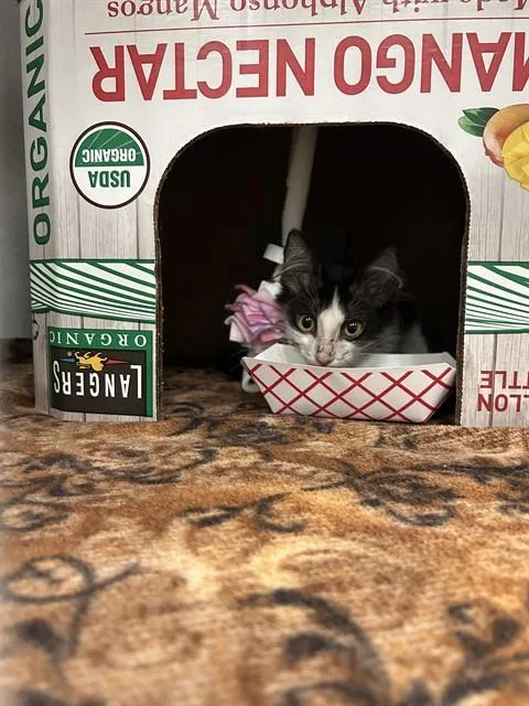 A baby medium-sized male Domestic Short Hair cat named Finn for adoption in Dallas, TX