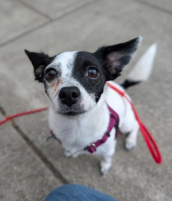 An adult small-sized female Chihuahua dog named Curry for adoption in Santa Rosa, CA