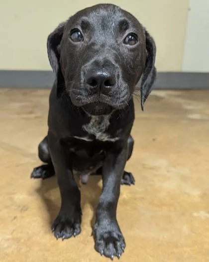 A baby medium-sized male Black Labrador Retriever dog named Fred for adoption in Jackson, GA