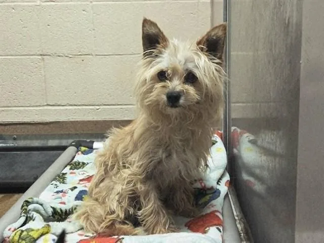 A young small-sized male Terrier dog named Yogi Bear for adoption in Martinez, CA