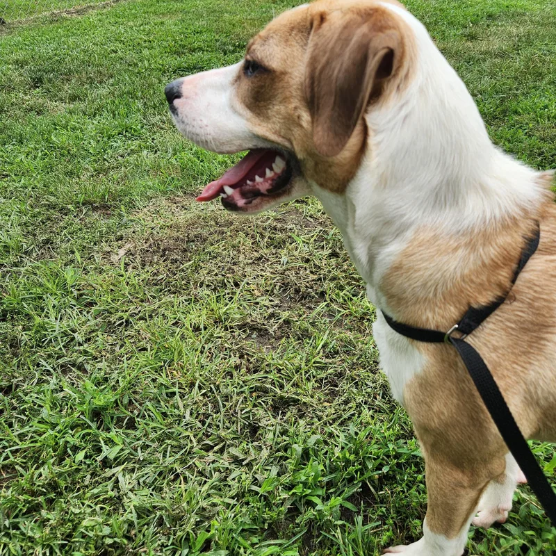 A baby medium-sized female White / Cream Hound dog named Addison aka Addy for adoption in Buford, GA