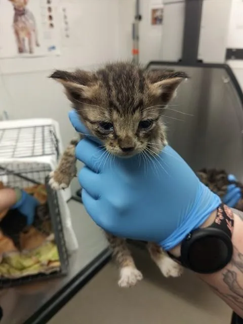 A baby small-sized male Domestic Short Hair cat named Agent Cooper for adoption in Fort Lauderdale, FL