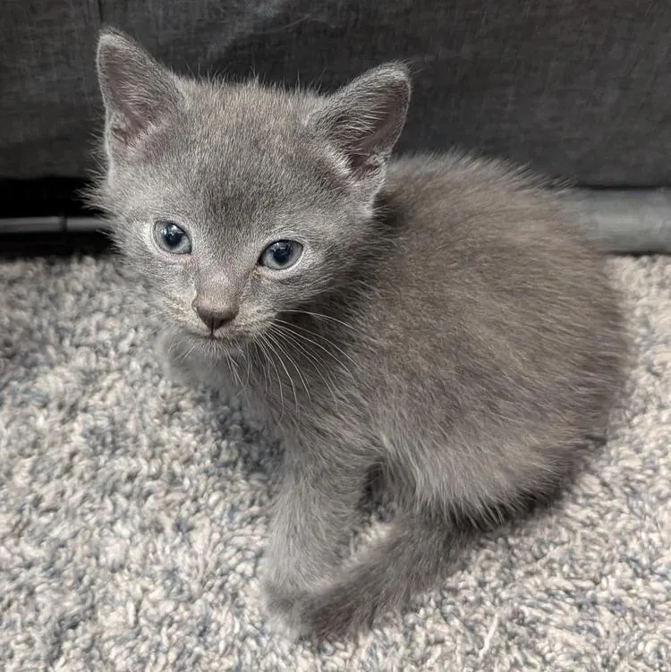 A baby medium-sized male Domestic Short Hair cat named Mica for adoption in Davison, MI